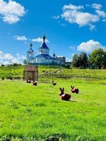 Петергоф, Гостилицкое, 15