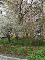 Пискарёвский, 52