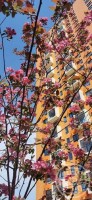 Новое Девяткино, Главная, 10