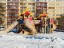 Продажа квартиры Красное Село, Спирина, 2 к. 1 литер а