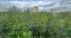 Продажа квартиры Карпинского, 11 к. 1 литер А