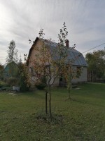 Ротково, Оазис, к.НТ