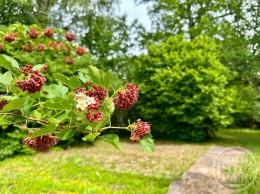 Поддубье (Оредежское с/п), Тенистая, 15