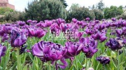 Массив Бойцово, Медик