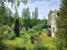 Ромашка массива Еглизи