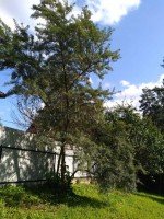 Новые Крупели, Медик