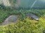 Продажа загородного дома Сертолово, Ромашка, к.нт