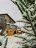Продажа загородного дома Корабсельки, 17 литер а