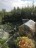 Продажа загородного дома Массив Мшинская, Самсон, 82