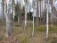 Продажа загородного дома Приветнинское