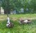 Продажа загородного дома Вырица