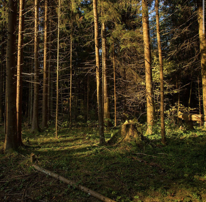 Продажа земельного участка Черемыкино