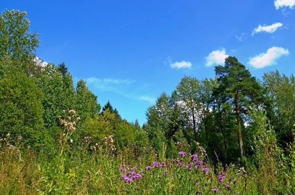 Продажа земельного участка Зеленоградский, Динамо