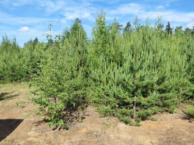 Продажа земельного массива Ленинское