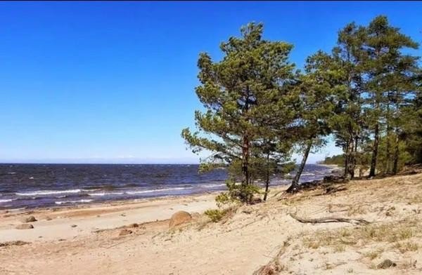 Продажа земельного участка Сосновый Бор, Лесная