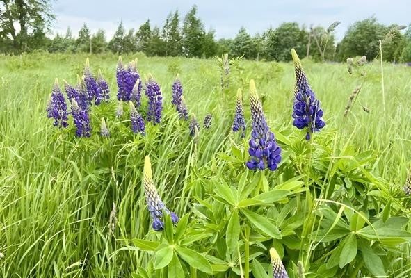 Продажа земельного участка Литвиново, Нива