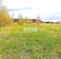 Ромашки п ДПК Жемчужина