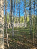 Озерки(Первомайская)