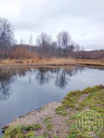 Камышовка