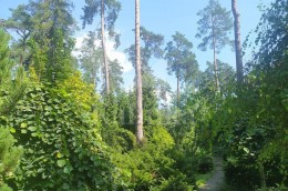 Николина Гора