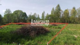 Ромашки п ДПК Жемчужина