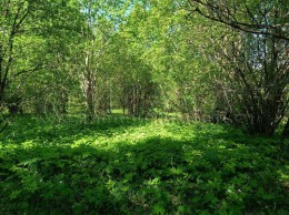 Комбаково, к.нт.