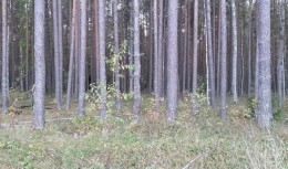 Пески