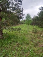 Заостровье, Полевая
