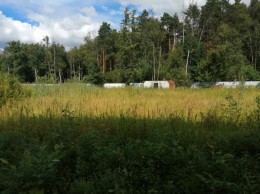 Медвежьи Озера, Лесная