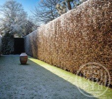 Порошкино, Долинная, 19 литер А