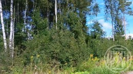 Мертуть, Заречное, Манчестерская