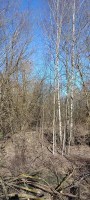 Ногинск, Аксено-Бутырки