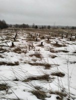 Горгала, Кедровая
