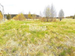 Ромашки п ДПК Жемчужина