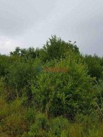 Клеверное