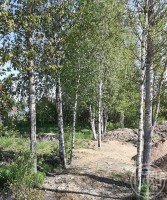 Кискелово, Арли