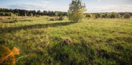 Стремление, Березовая