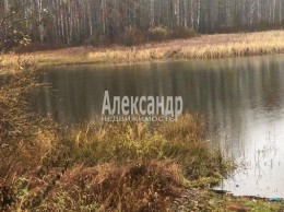 Камышовка