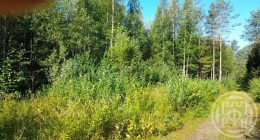 Торфяное, 10