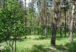 Люберцы, Октябрьский