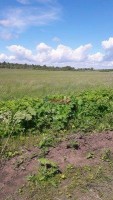 Гончарово, Светлая