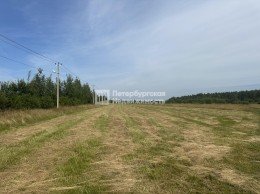 Отрадное, Петрушинское поле