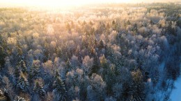 Дмитров, Сазонки