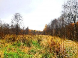 Ромашки, 5