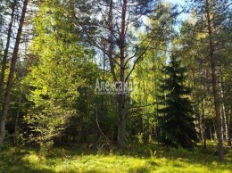 Бор