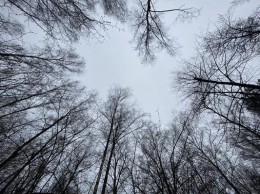 Чехов, Прудки