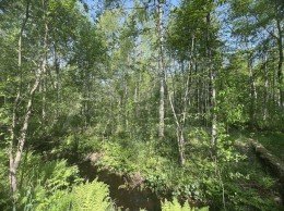 Массив Ремесленник, Ольха, к.нт