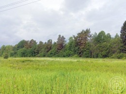 Борки