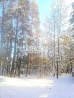 Петровское, Сосновая