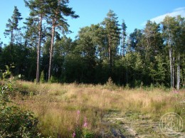 Грузино, Куйвози-2, 28-я Линия